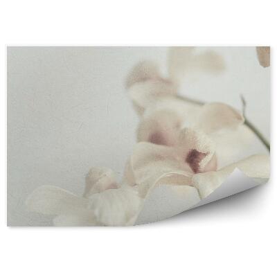 Fototapeta Biela Orchidea