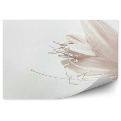 Fototapeta Sladké Okvetné Lístky Ľalií Biele Pozadie