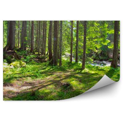 Fototapeta Zelený les voda potok tráva