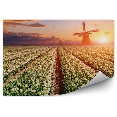 Fototapeta Tulipány polia kvetov veterné mlyny mraky