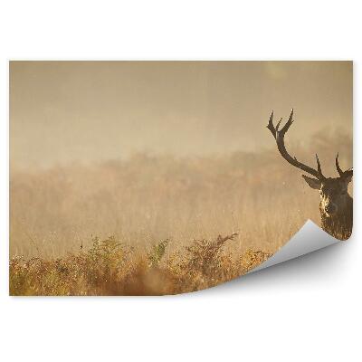 Fototapeta Jeleň na hmlistej lúke