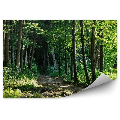 Fototapeta na stenu Cesta v lese stromy príroda