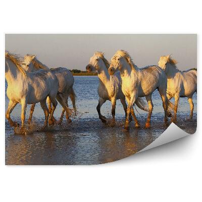 Fototapeta na stenu Stádo bielych koní voda jazero