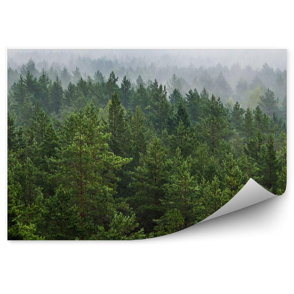 Fototapeta na stenu Hmla nad lesom vianočné stromčeky zelené biele