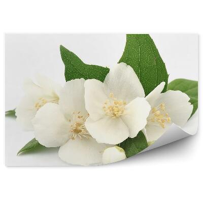 Fototapeta na stenu Biele Kvety Rastlín