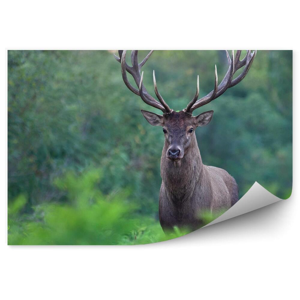 Fototapeta na stenu Jeleň na zelenom lesnom pozadí