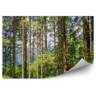 Fototapeta na stenu Vianočné stromy zelená príroda na pozadí hôr