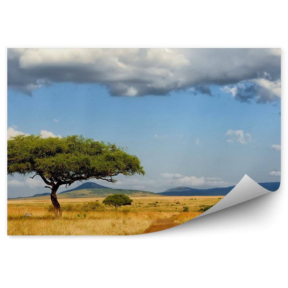 Fototapeta na stenu Stromy Zebry Cesta Tráva Savana Obloha Mraky