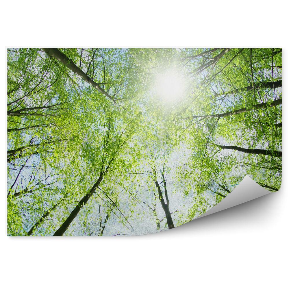 Fototapeta na stenu Zelené stromy v letnej žiari svetelná perspektíva