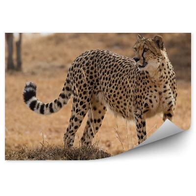 Fototapeta Gepard medzi trávami savany