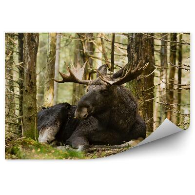 Fototapeta na stenu Los medzi stromami