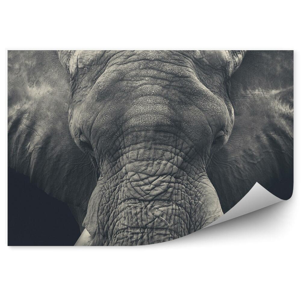 Fototapeta na stenu Slon africký fotografia zblízka