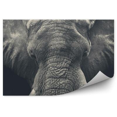 Fototapeta na stenu Slon africký fotografia zblízka