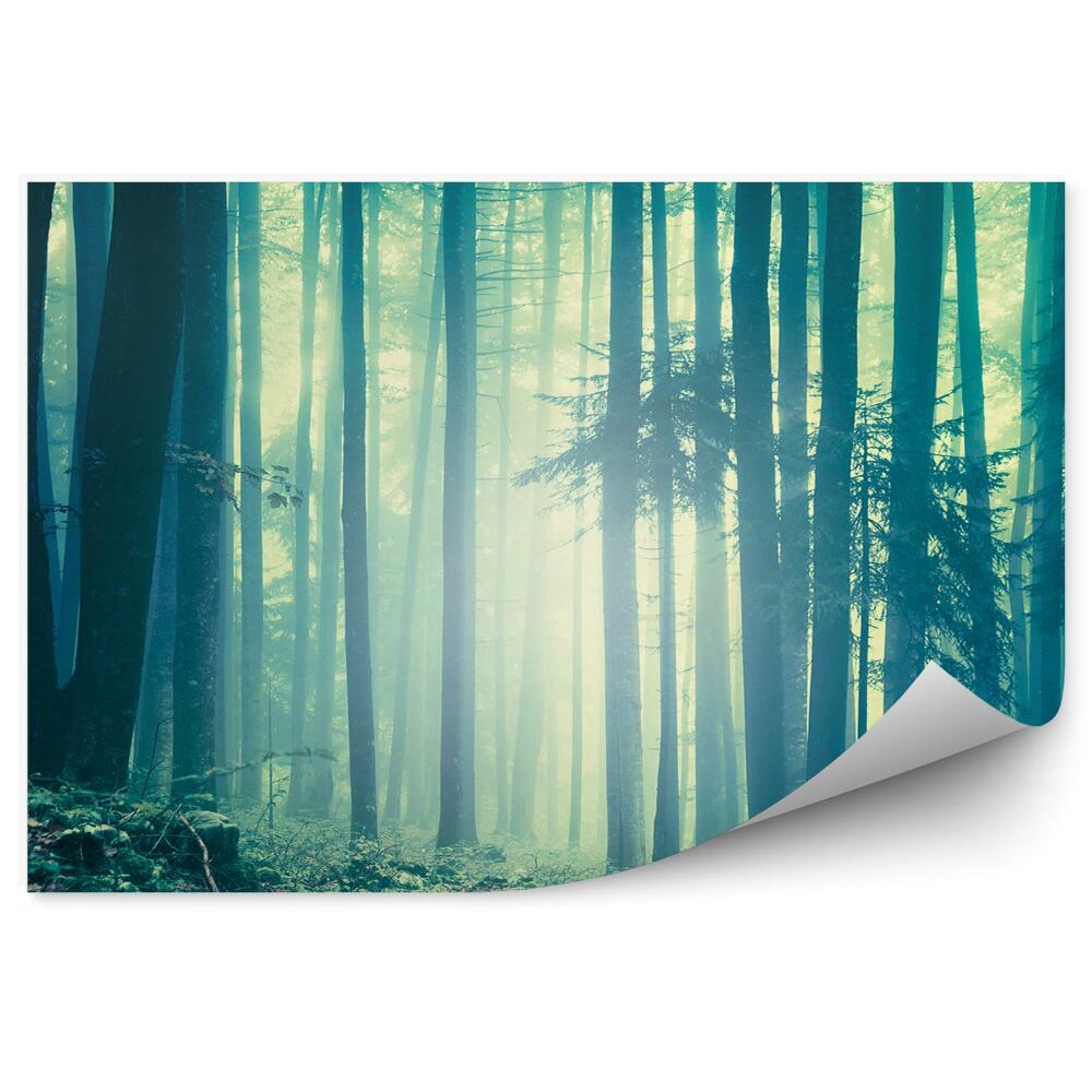 Fototapeta na stenu Modrozelená hmla ihličnatého lesa