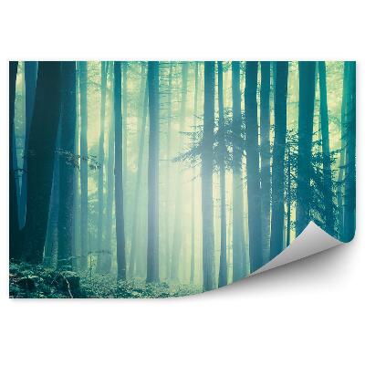 Fototapeta na stenu Modrozelená hmla ihličnatého lesa