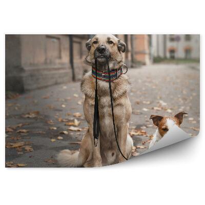 Fototapeta Dva psy veľké prechádzky malé mesto vodítko