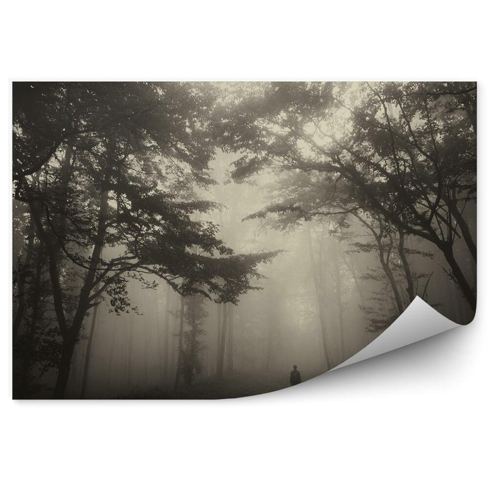 Fototapeta Les stromov hmla človek cesta blato