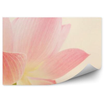 Fototapeta Ružové Kvety Krémové Pozadie