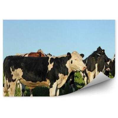 Fototapeta Krava pasúca sa na lúke obloha