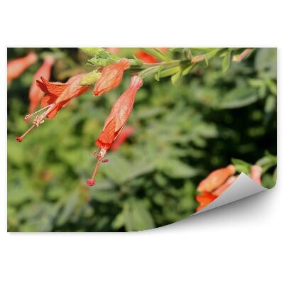 Fototapeta Červená Fuchsia Zelené Pozadie