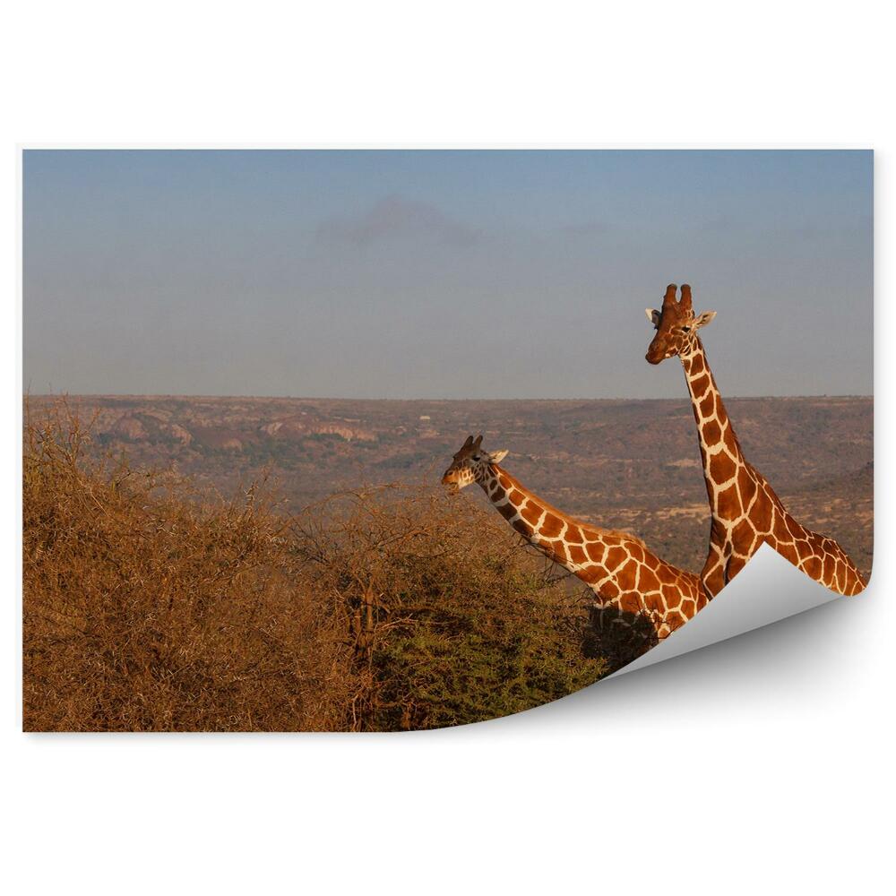 Fototapeta na stenu Žirafy Cestovanie Keňa Afrika Vetvy