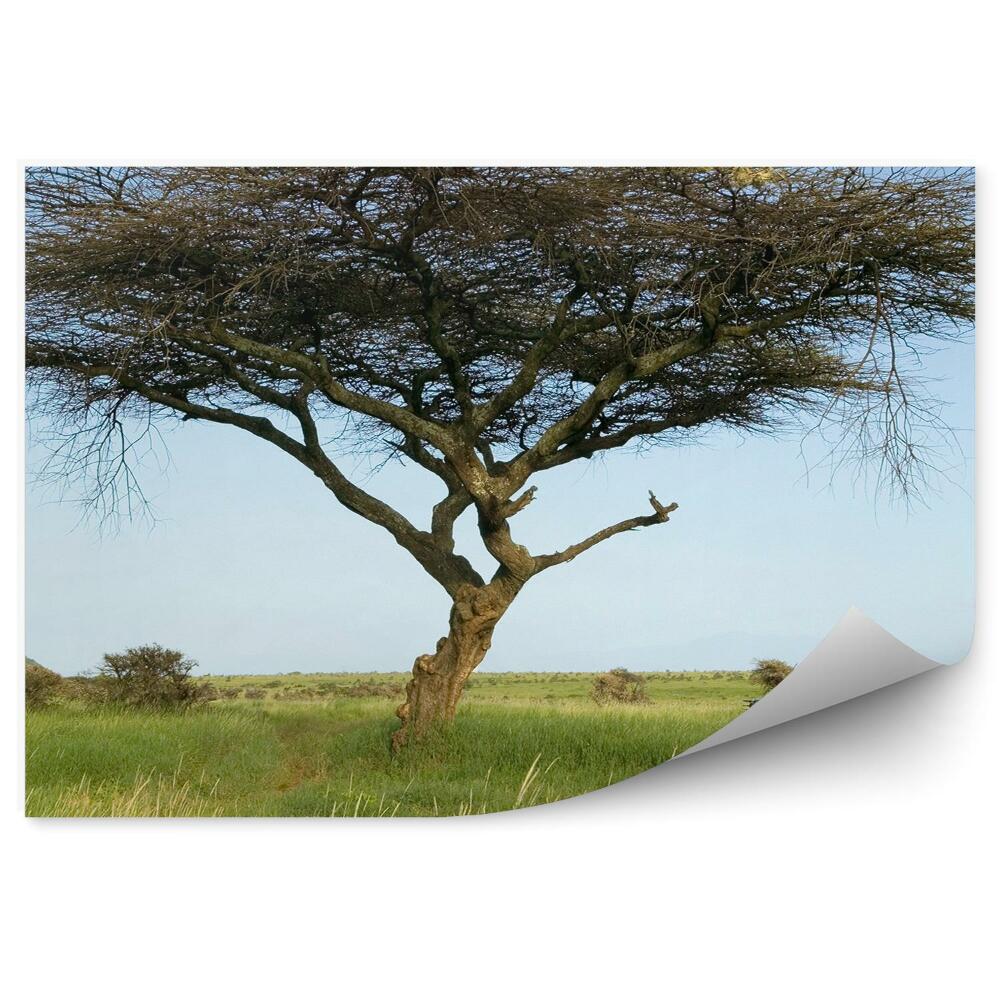 Fototapeta Safari Sprievodca Akácie Strom Tráva Rastliny Obloha