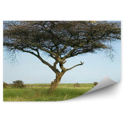 Fototapeta Safari Sprievodca Akácie Strom Tráva Rastliny Obloha