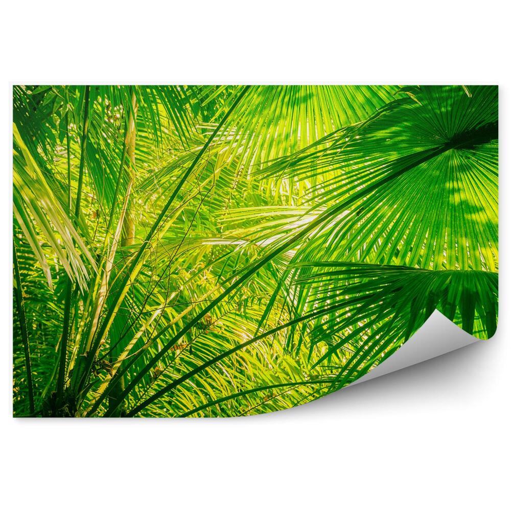 Fototapeta Palmové listy amazonská džungľa