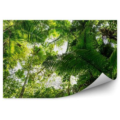Fototapeta na stenu Palmové listy amazonská džungľa stromy