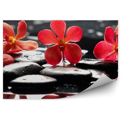 Fototapeta na stenu Červené Kvety Orchidey Kamene Voda