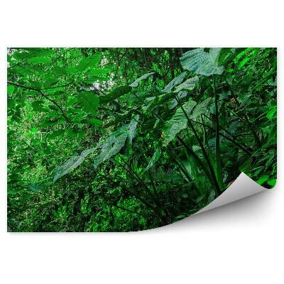 Fototapeta na stenu Listy tropického lesa amazonia