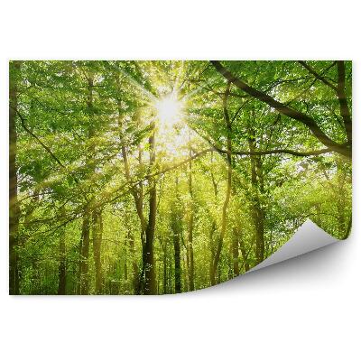 Fototapeta Slnko prerážajúce cez koruny stromov