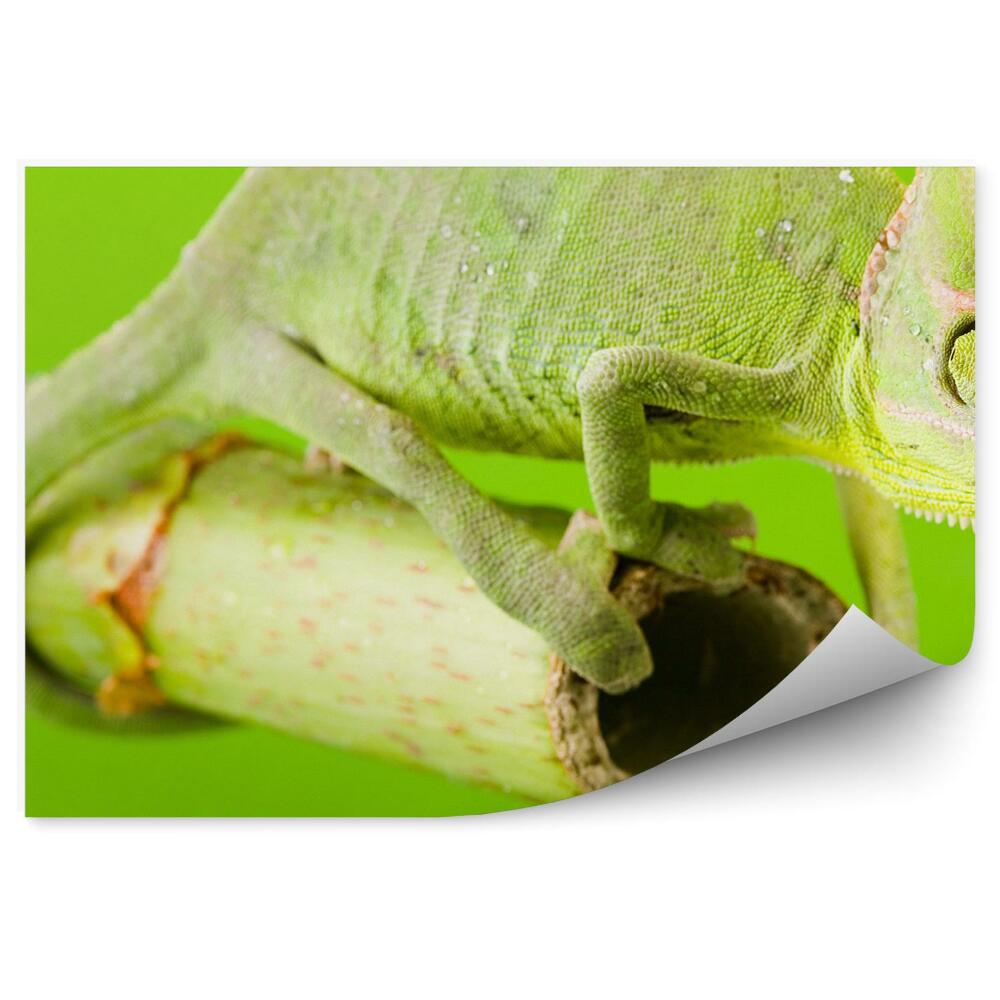 Fototapeta Zelený chameleón na palici