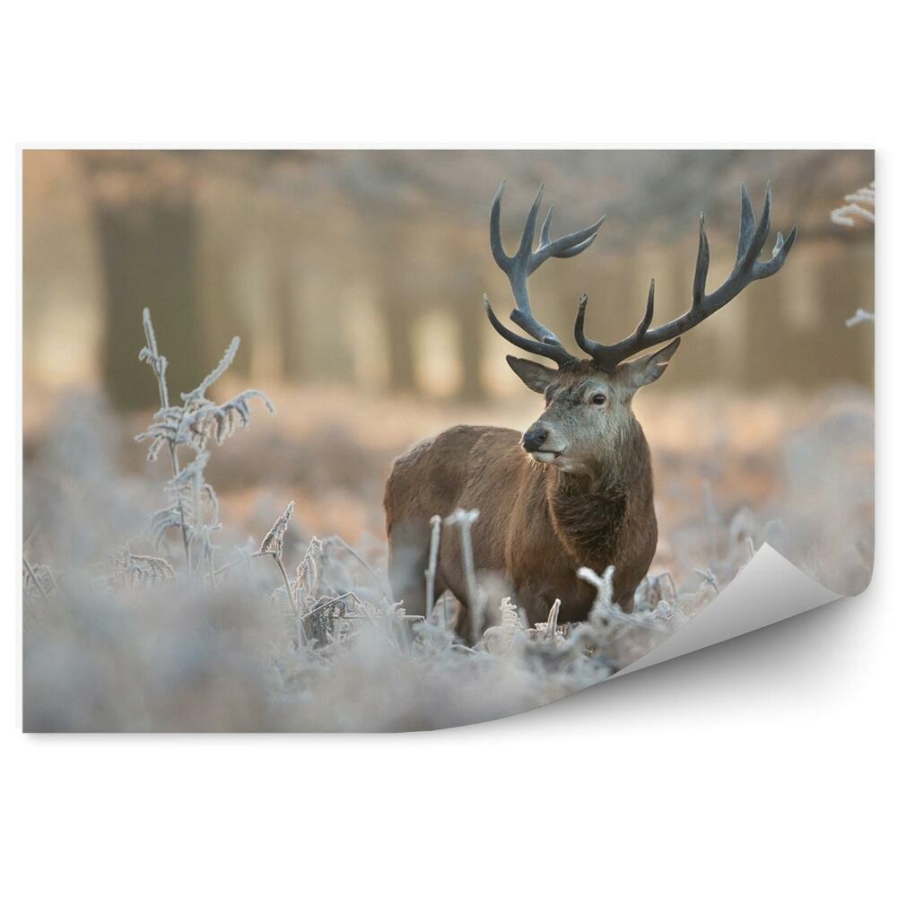 Fototapeta Jeleň medzi zamrznutou vegetáciou