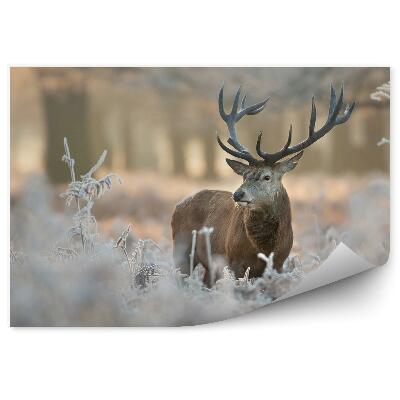 Fototapeta Jeleň medzi zamrznutou vegetáciou