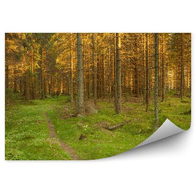 Fototapeta na stenu Tráva v ihličnatom lese