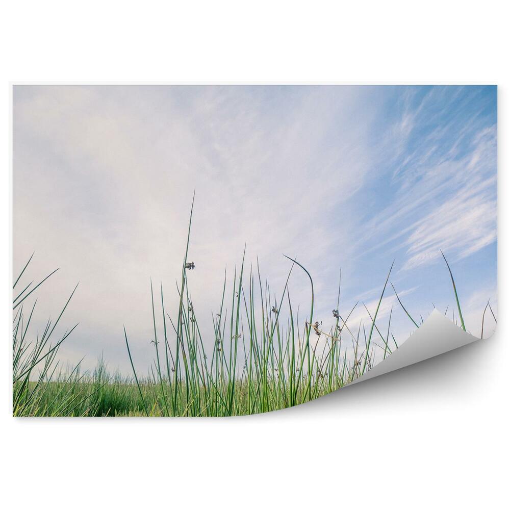 Fototapeta na stenu Tráva Zelená Obloha Mraky