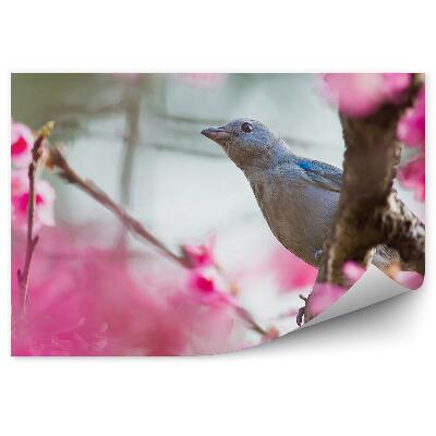 Fototapeta na stenu Ružové Čerešňové Kvety Modrý Strom Vták