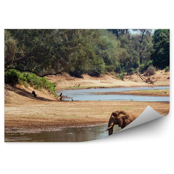 Fototapeta Národný Park Slon Africký Voda Stromy