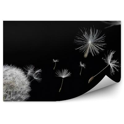 Fototapeta Kvety Semien Dymniviek