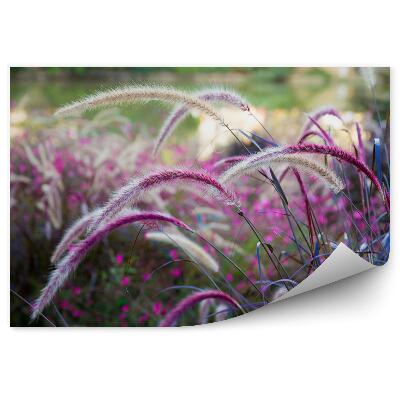 Fototapeta Divoká tráva na lúke