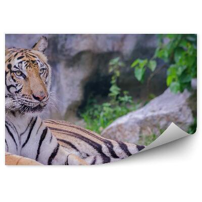 Fototapeta Ležiaci tiger na pozadí skál