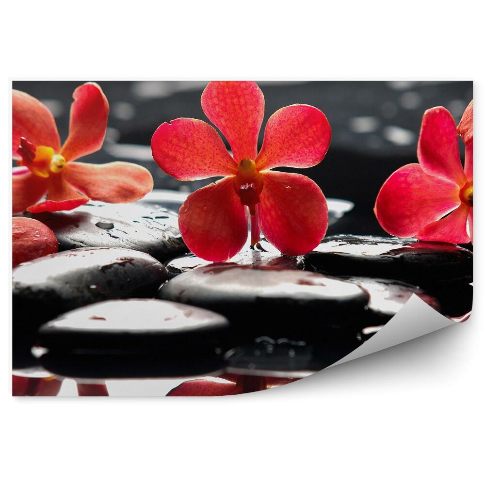 Fototapeta Červený Kvet Orchidey Kamene Vodné Kvety