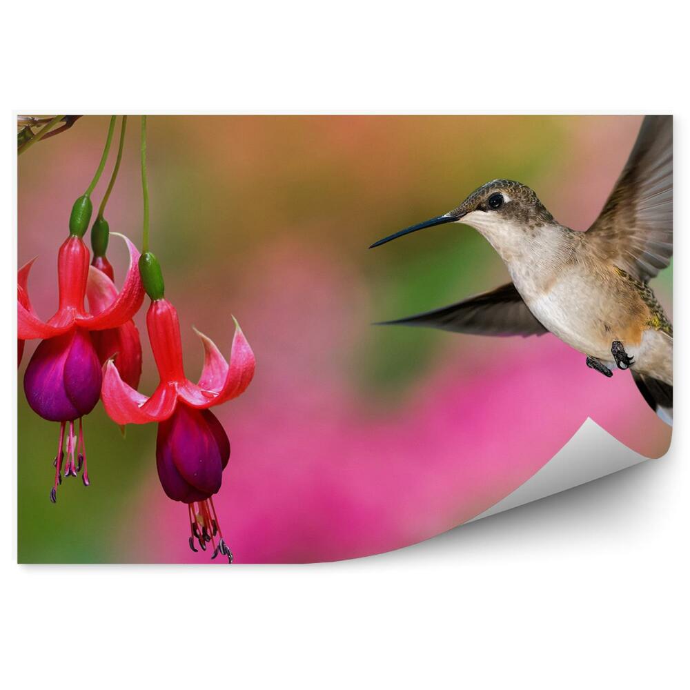 Fototapeta na stenu Červená Fuchsia Zelené Pozadie Kolibrík Rastliny