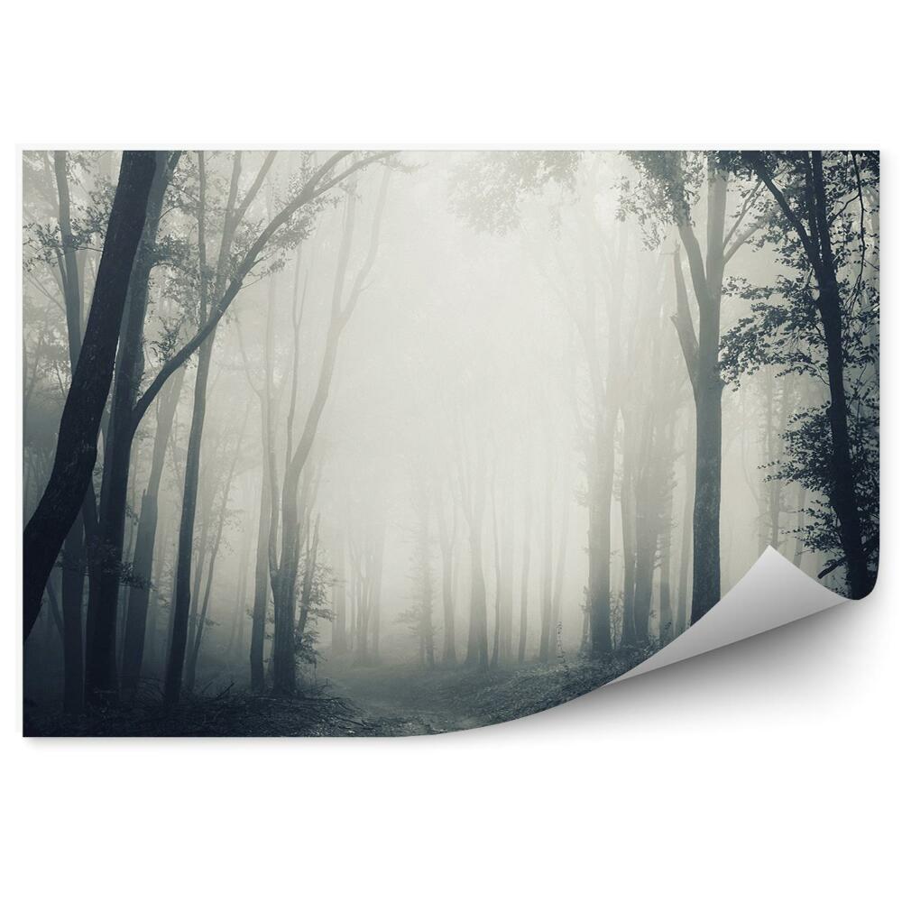 Fototapeta Tmavý les hmla