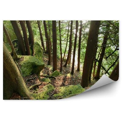 Fototapeta Les skaly stromy slnko