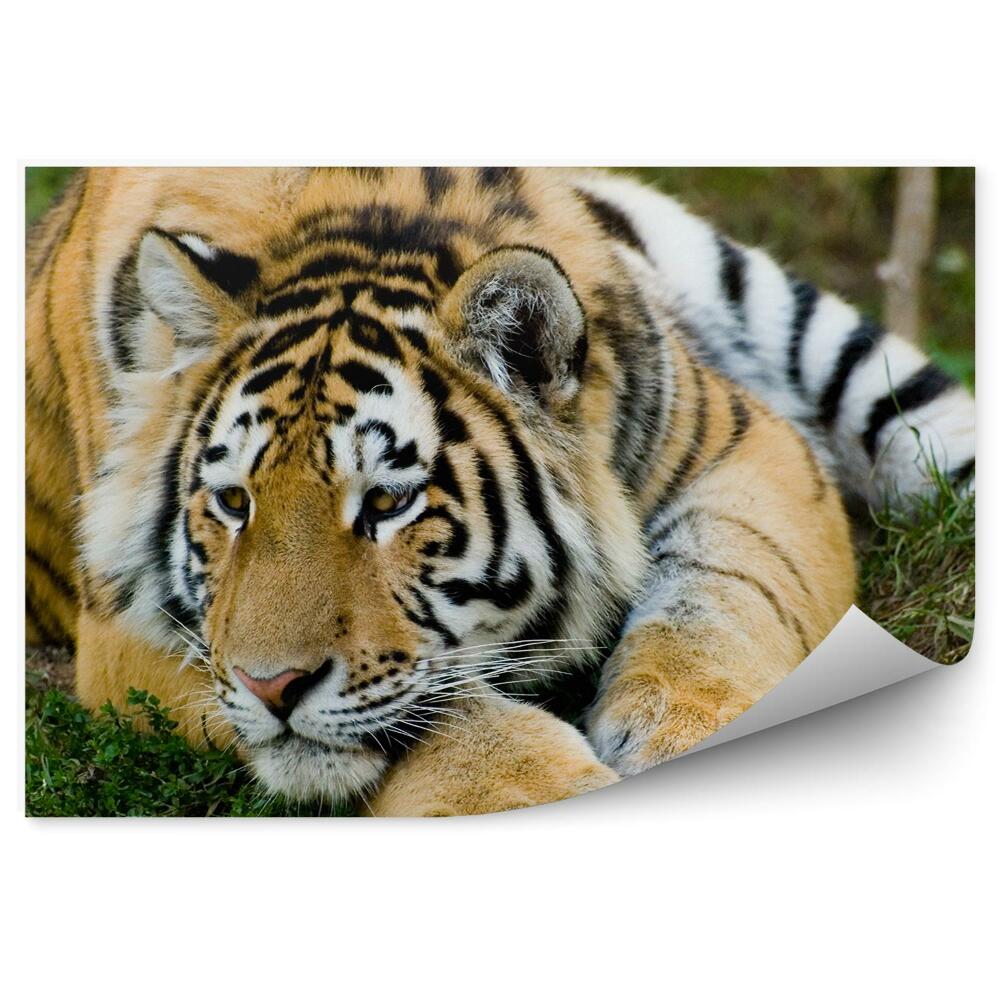 Fototapeta na stenu Odpočívajúci tiger