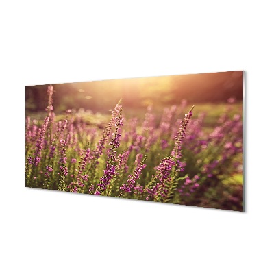 Obraz na skle Vres na poli