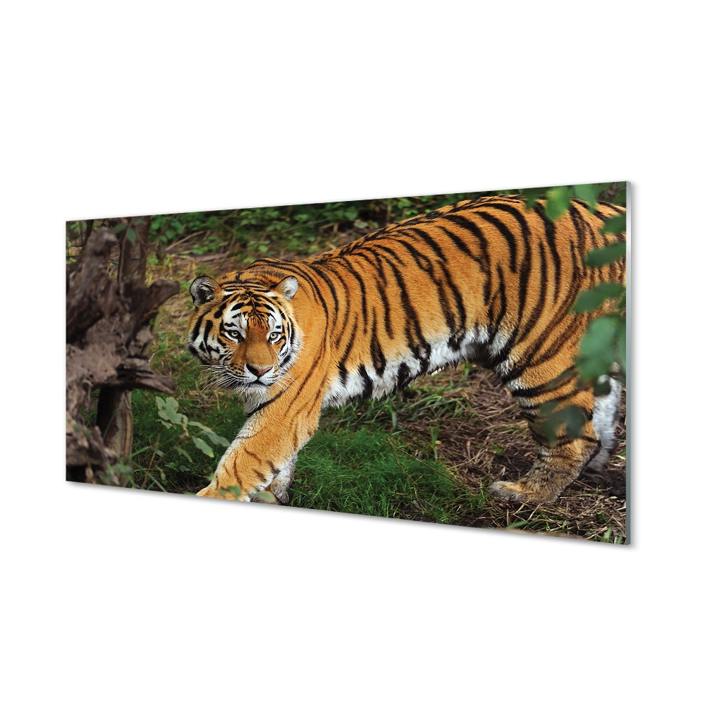 Sklenený obraz Tiger počas lovu