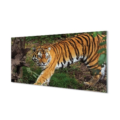 Sklenený obraz Tiger počas lovu